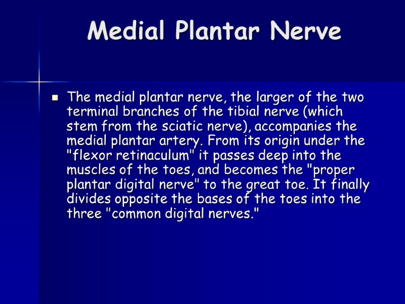 Medial Plantar Nerve  The medial plantar nerve, the larger of the two terminal